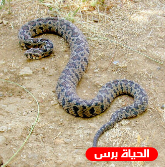 تحذير للمواطنين من انتشار أفعي فلسطين السامة بشكل كبير