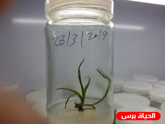 مختبر الانسجة بوزارة الزراعة ينجح بإنتاج أصناف نخيل