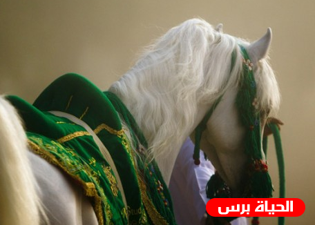 17 رمضان .. ماذا تعرف عن غزوة بدر