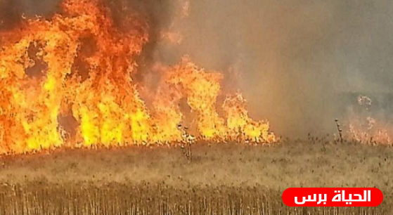 اشتعال النيران بعشرات الدونمات الزراعية في الأغوار الشمالية