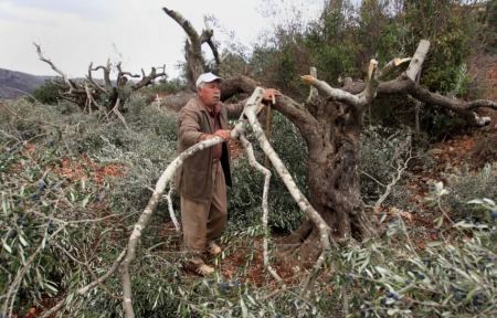 Des colons coupent plus de 150 oliviers à l’est de Ramallah