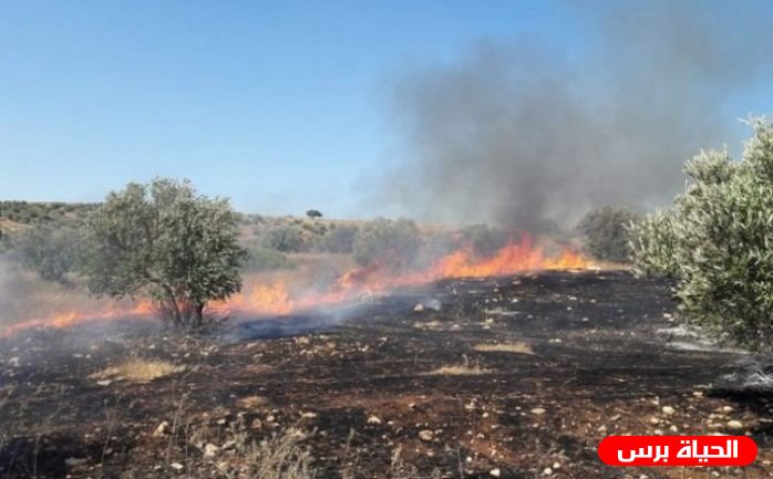 احتراق 30 شجرة زيتون في 5 حرائق في محافظة جنين