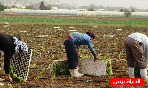 الزراعة تسلم تعويضات لـ 269 مزارعاً في طوباس بنسبة 100%