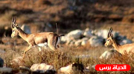 جودة البيئة: غزال الجبل الفلسطيني من القفص إلى الطبيعة في رام الله