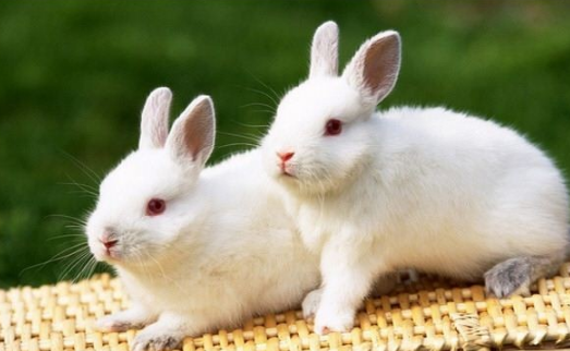 فيروس قاتل جديد يصيب الأرانب يؤدي لنفوقها