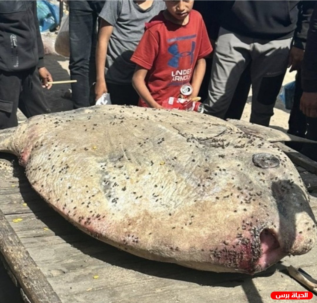 ضبط سمكة “المولا” السامة في خانيونس أثناء محاولة بيعها وإتلافها فوراً