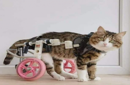 كن محسناً وإن لم تلقى إحساناً !!! د. نيرمين ماجد البورنو