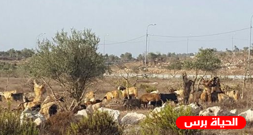 مستوطن يطلق ماشيته لرعي محاصيل المواطنين في الأغوار