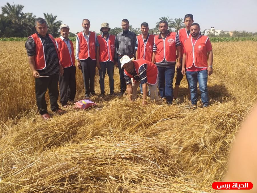 الكتلة الوحدة العمالية تشارك المزارعين في موسم حصاد القمح في المناطق الحدودية