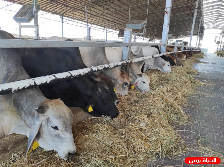 الأوقاف تستعد لذبح 90 عجل خلال عيد الأضحى في غزة