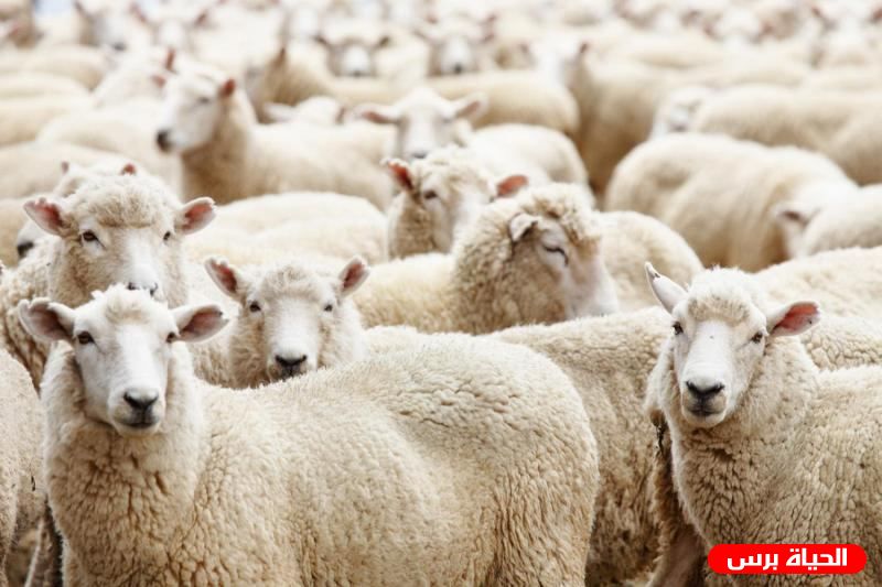 شروط الأضحية .. أحكام الأضحية باختصار