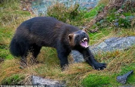 العثور على حيوان انقرض قبل 100 عام