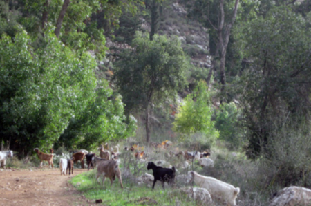 الجلالة: تساؤلات حول شراء الأضاحي المتغذية على القمامة قبيل عيد الأضحى