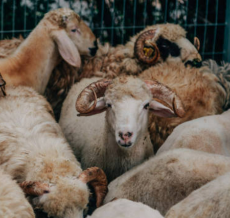 هل يجوز الجمع بين العقيقة والاضحية