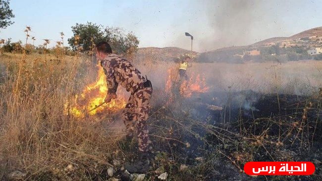 حريق يلتهم 30 شجرة زيتون شرق جنين 