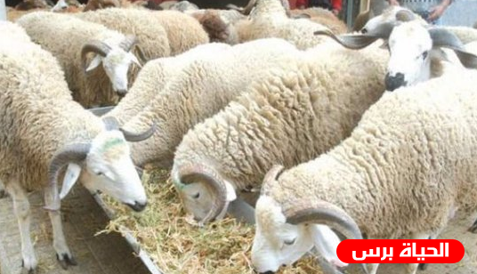 عيد الاضحى 2019 - تعرف على موعد العيد فلكياً