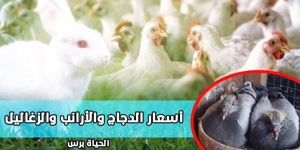 اسعار الدجاج والارانب وزغاليل الحمام في أسواق غزة اليوم الثلاثاء