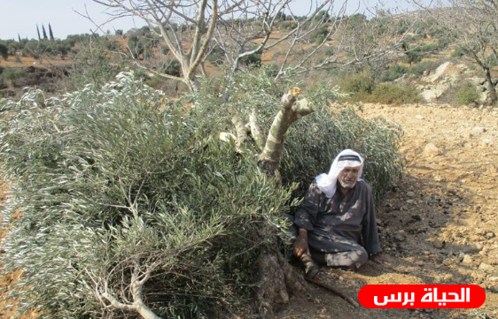 متطرفون يقتلعون عشرات أشجار الزيتون في سلفيت