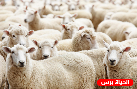 الانروا : 5200 أسرة من قطاع غزة ستستفيد من مشروع الأضاحي