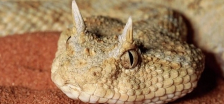 اختلال التوازن البيئي في مصر يظهر " الطريشة " القاتلة