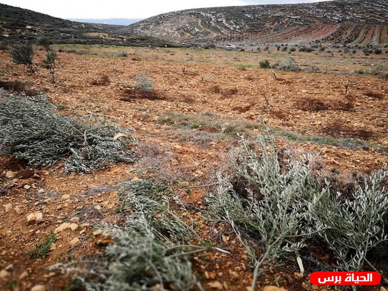 مستوطنون يحرقون أراضي مزروعة بأشجار الزيتون واللوز في حوارة