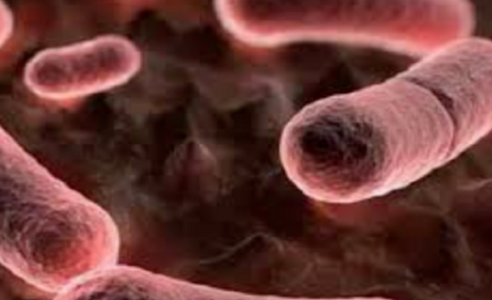ما هو الطاعون الدبلي الذي تحذر منه الصين bubonic plague