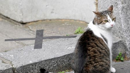 احذروا .. بكتيريا قاتلة جديدة تنتقل عبر لعاب القطط