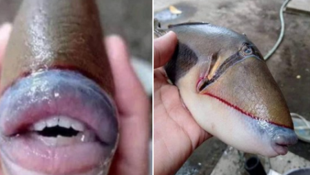 سمكة الزناد: سمكة تمتلك ملامح بشرية تثير استغراب الملايين