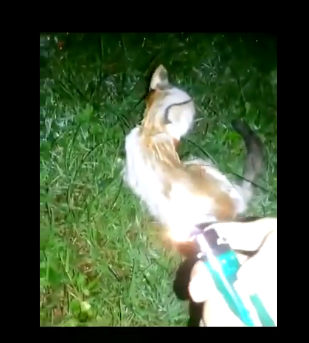  المطالبة بمعاقبة معتدي على القطة 