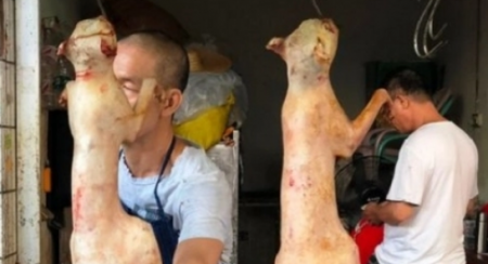 إنطلاق موسم أكل لحوم الكلاب في كوريا الجنوبية