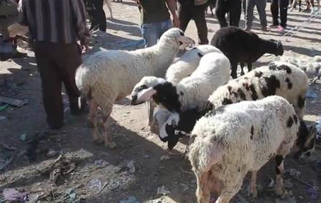 أسعار الأضاحي في فلسطين .. تجار 