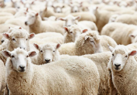 الافتاء توضح موعد ذبح الاضحية