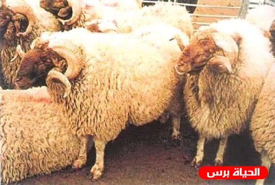 توقيع اتفاقية شراكة بين صندوق الزكاة الفلسطيني وجمعية الإغاثة