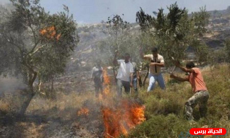 مستوطنون يحرقون مئات أشجار الزيتون جنوب نابلس