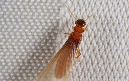 الاحتلال يحذر من إنتشار النمل الأبيض المدمر