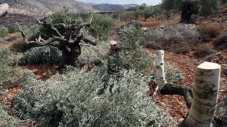 In their ongoing war against trees in Palestine, Israeli settlers chop 150 olive trees in a West Bank village
