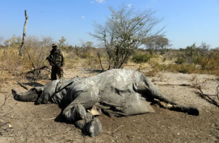 بوتسوانا : مصرع مئات الفيلة لأسباب مجهولة خلال أسابيع