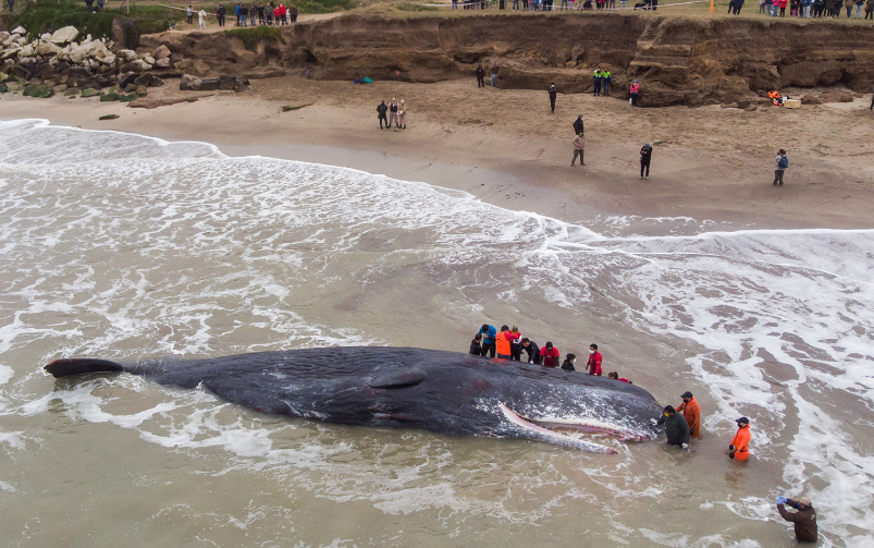 الأرجنتين : نفوق حوت على الشاطئ رغم محاولات إعادته للمياه