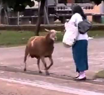 خروف يقتل سيدة في حوش منزلها