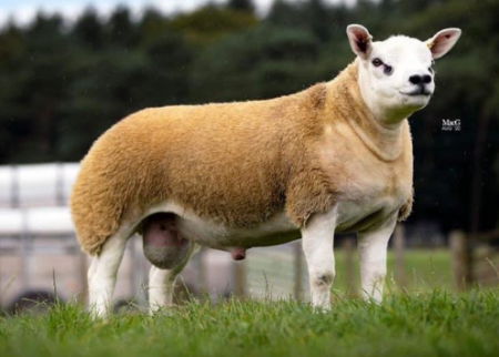 الخروف الأغلى في العالم : بيع خروف بنصف مليون دولار