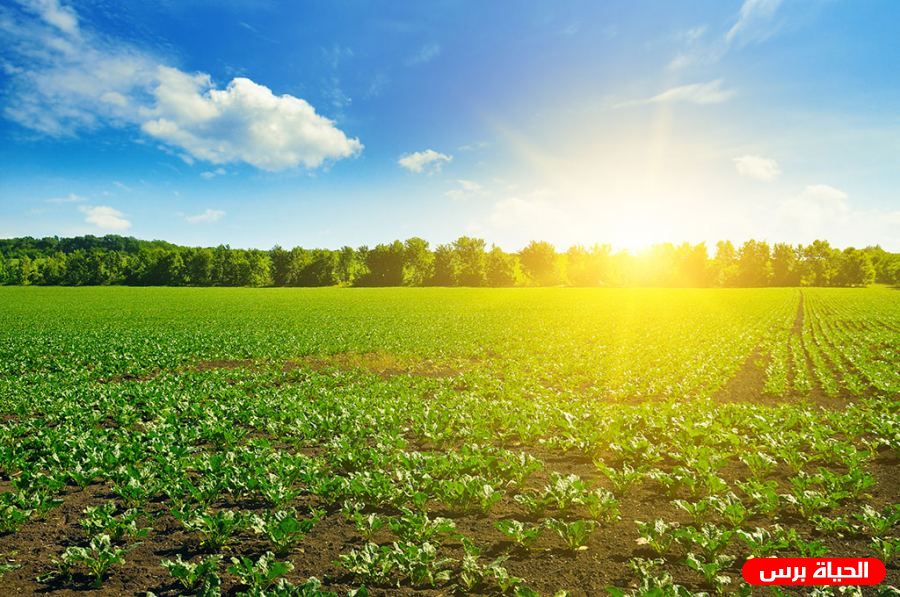 Weather: Rise in temperature to become three degrees Celsius above average