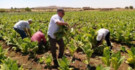 حول التوسع العامودي في الزراعة..الكاتب:عمار صادق اسماعيل