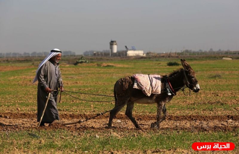 حماية يرسل بلاغ للمحكمة الجنائية الدولية حول جرائم الاحتلال الإسرائيلي المرتكبة بحق المزارعين على حدود غزة عام 2023م