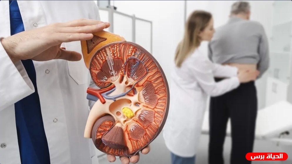مشروب بسيط يحافظ على صحة الكلى.. خبراء يكشفون الخيار الأفضل