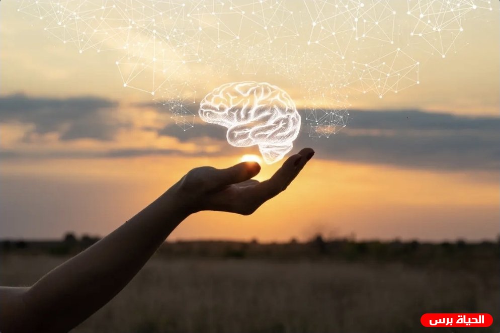 الأوركسين .. مادة في الدماغ تساعدك على الاستمرار عندما تصبح الأهداف صعبة.. ماذا اكتشف العلماء؟
