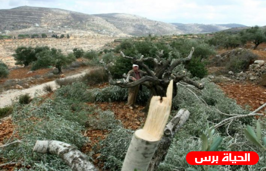 الاحتلال يقطع عشرات أشجار الزيتون في سلفيت