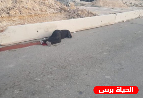 التعرف على هوية المواطنة التي استشهدت على حاجز قلنديا