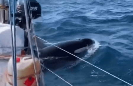 حيتان تهاجم سفن إسبانية وبرتغالية بعدوانية شديدة