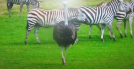 ذكر نعام يثير الإستغراب في تحركاته المريبة