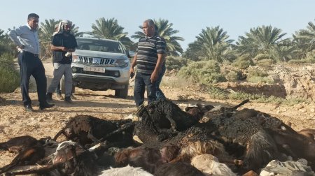 "الزراعة" تقدم استجابة عاجلة لمربي الثروة الحيوانية في "المعرجات"